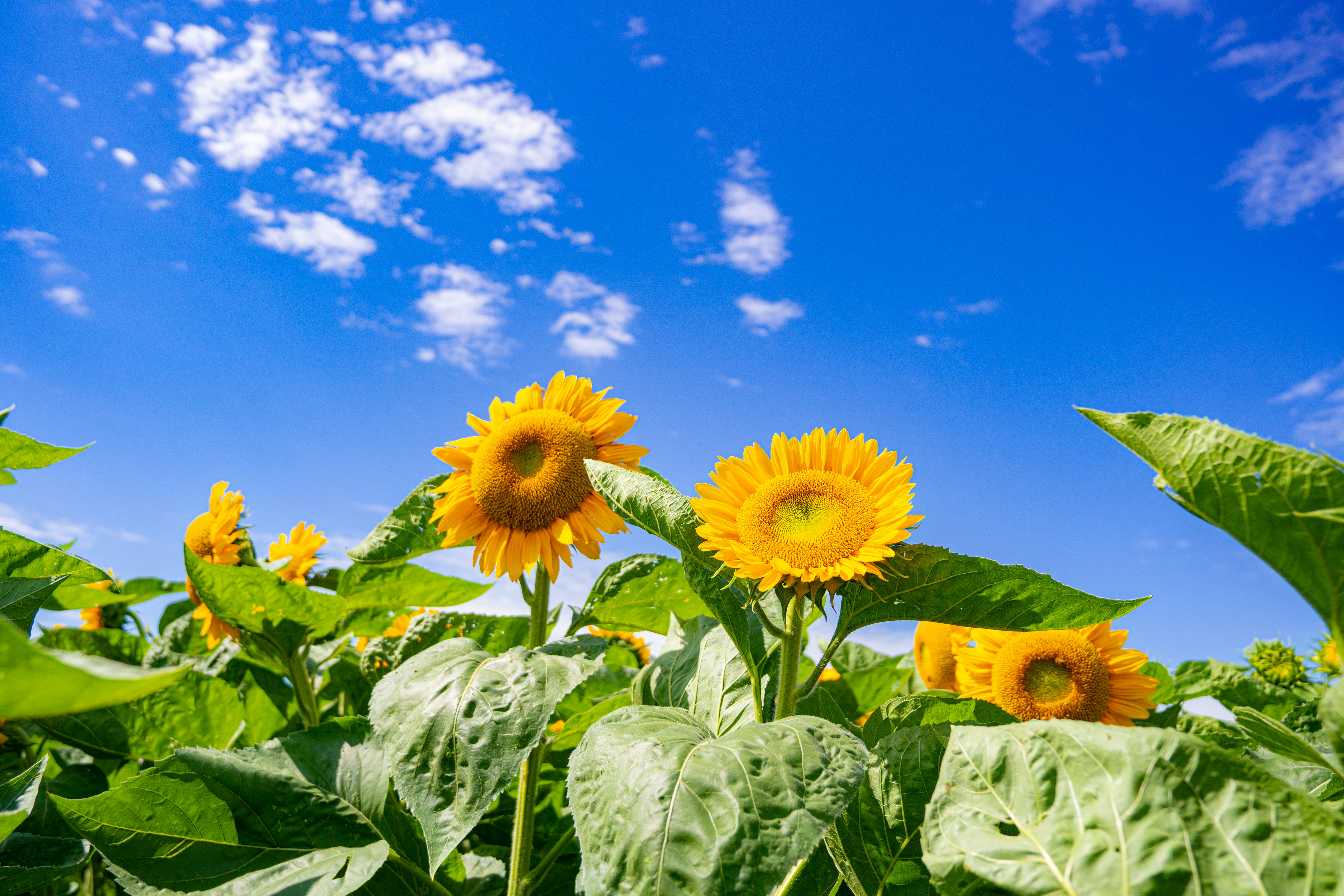 Local farmstand with sunflowers in the Fox River Valley community