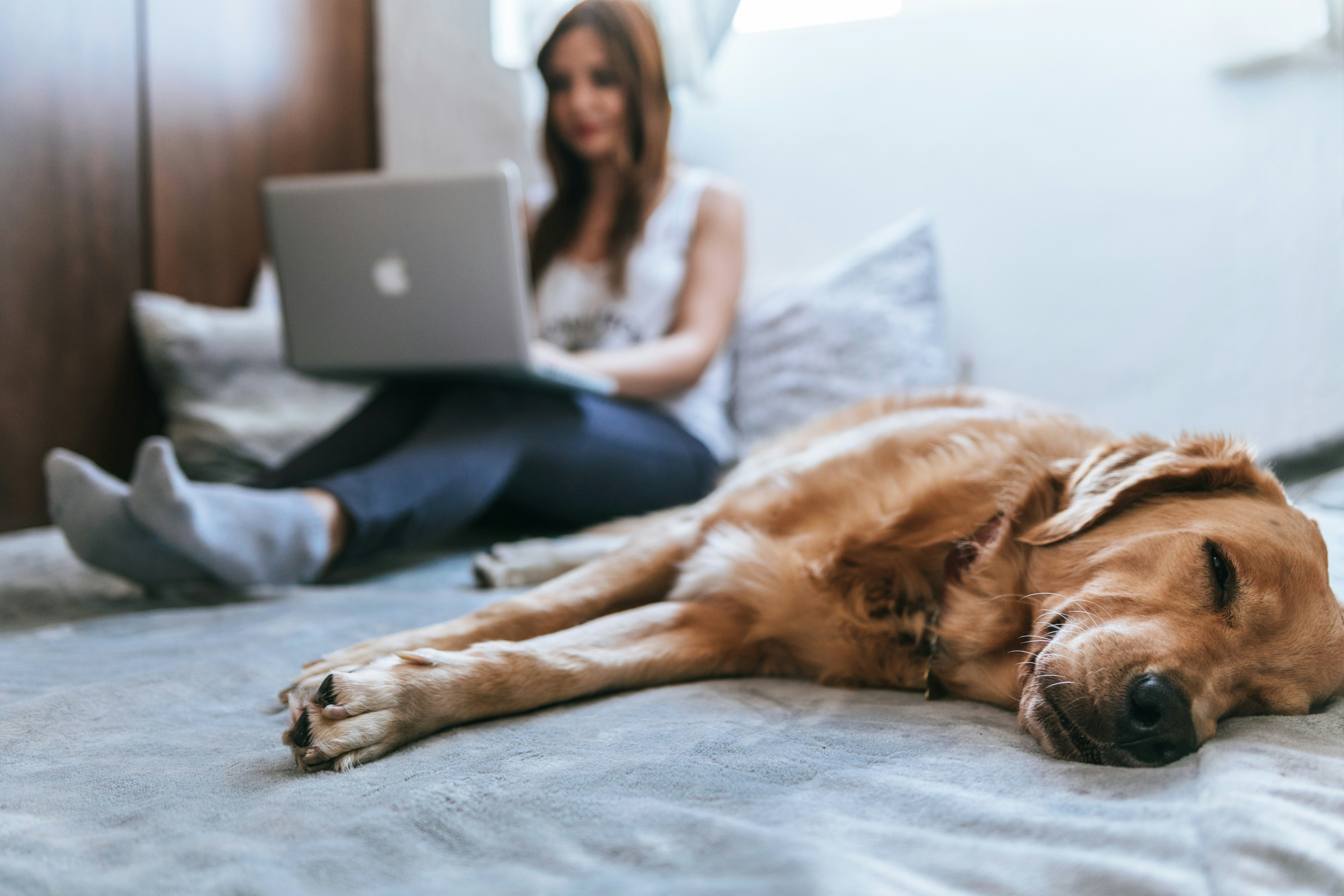 Woman browsing on laptop at home with golden retriever